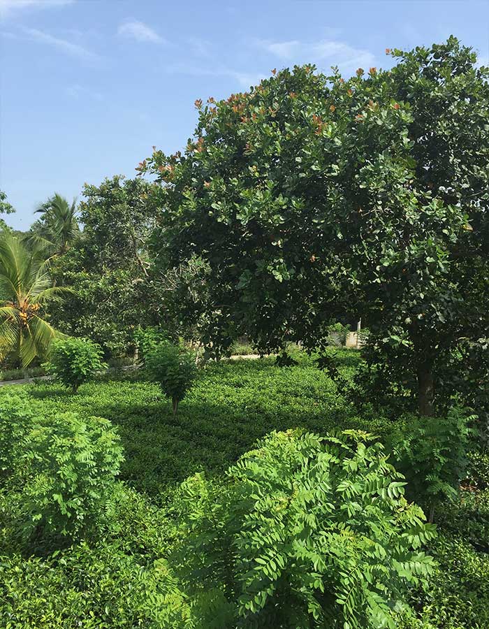 Tea plantation, cashew nut tree